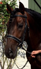 Snaffle bridle for dressage